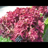 Coleus Hybride cv. Paul Berthier (fam. Lamiacees)(01)